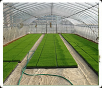 Produzione-produzione e vendita-prati-a rotoli-parma-modena-reggio